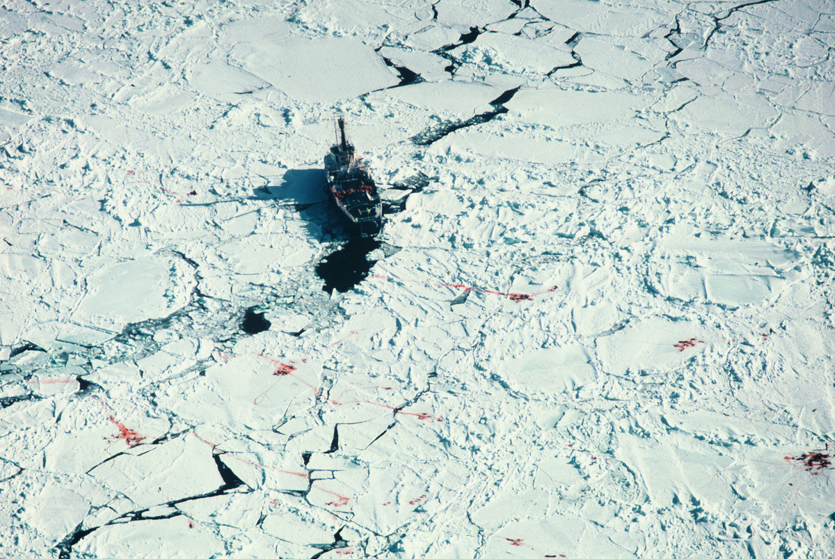 1978年反獵殺海豹專案時，在直升機空拍豎琴海豹被屠殺。