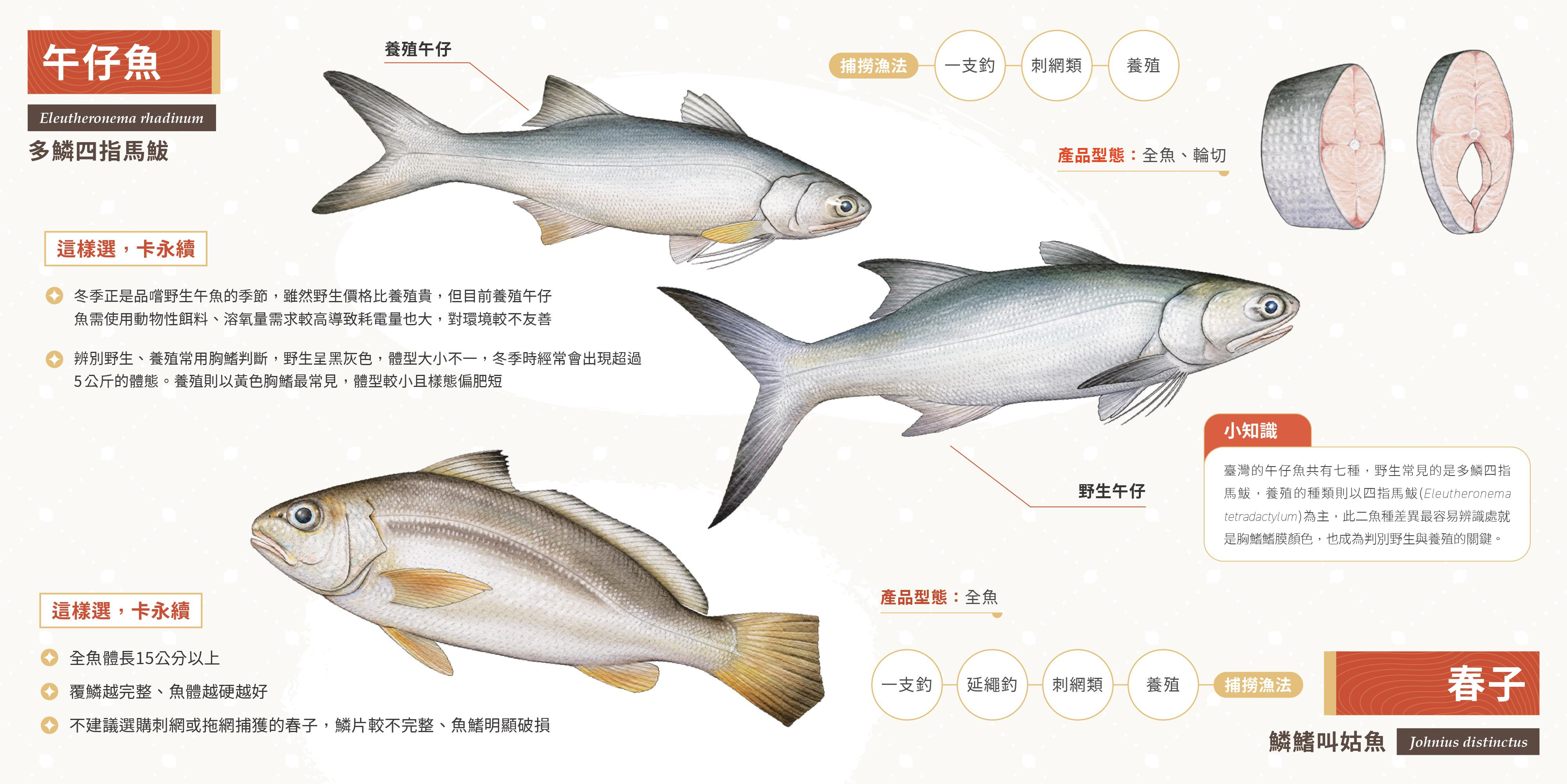 綠色和平推出冬季版《永續海鮮選購手冊》,其中午仔魚是較適合在冬季食用的魚種,建議消費者選擇野生而非養殖的午仔魚。