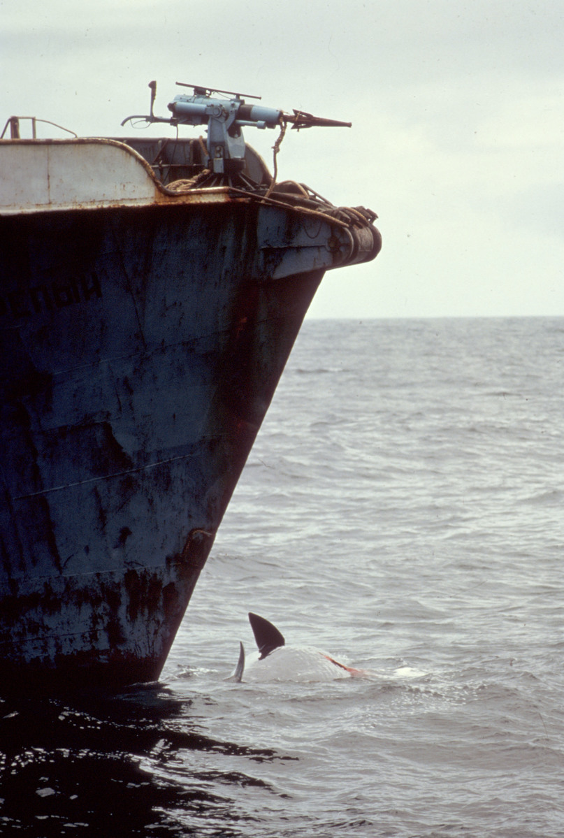 攝於1975年，一條抹香鯨魂斷於俄羅斯捕鯨船之下。