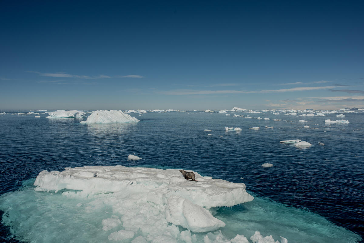 2022年綠色和平於南極威德爾海（Weddell Sea），調查氣候危機對當地生態的衝擊。