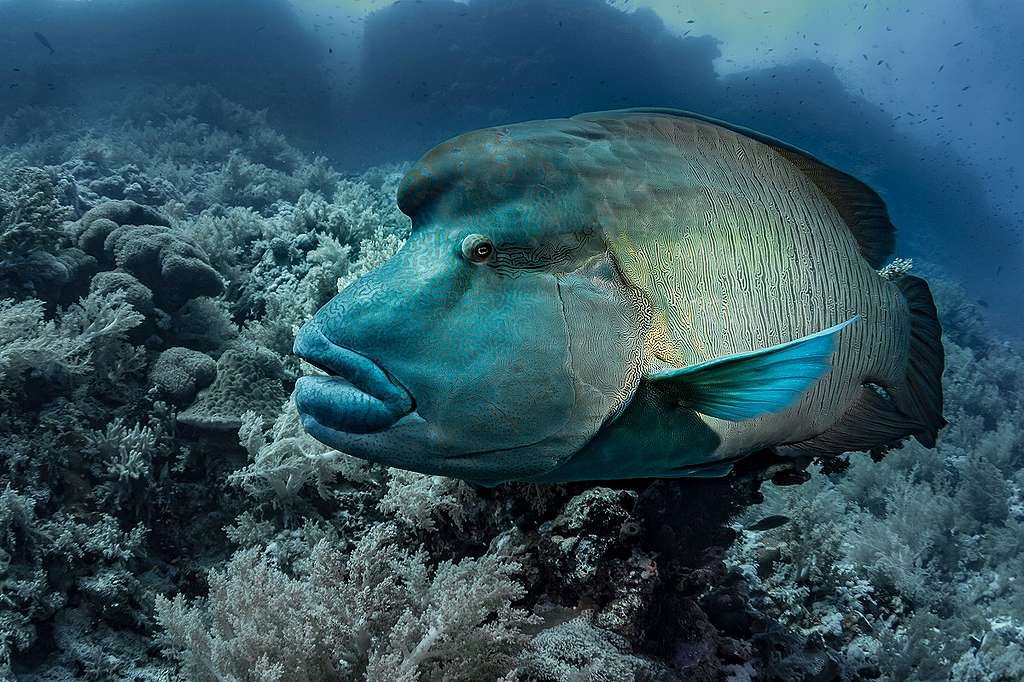 曲紋唇魚（Cheilinus undulatus）的俗名為龍王鯛、拿破崙魚、蘇眉魚與波紋鸚鯛等，為輻鰭魚綱、鱸形目、隆頭魚亞目、隆頭魚科的其中一種。