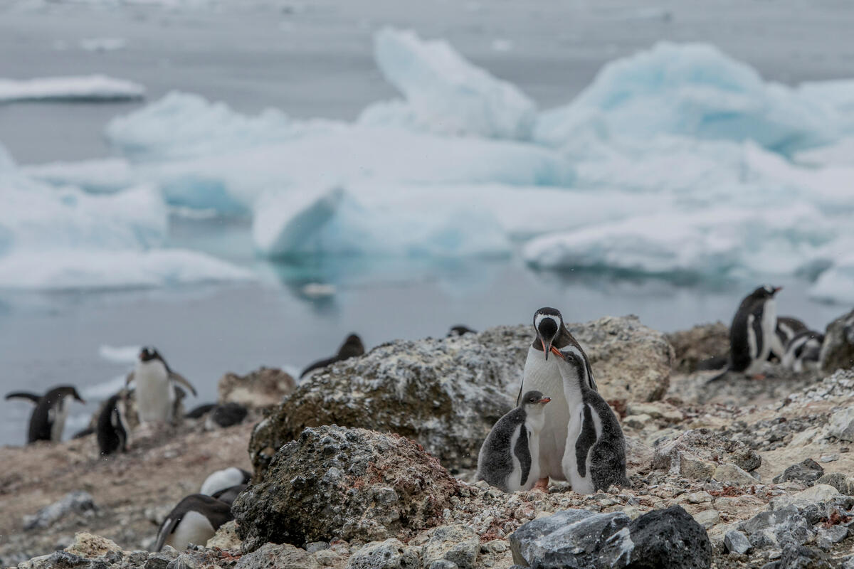 綠色和平調查團隊於2022年1月前往南極進行企鵝普查，發現新的巴布亞企鵝（Gentoo Penguins）聚落。