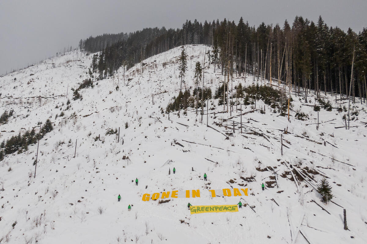 綠色和平行動者在羅馬尼亞喀爾巴阡山脈（Carpathians）一處保護區展示「一日消逝」（Gone In 1 Day）標語，呈現全球森林驚人的砍伐速度。