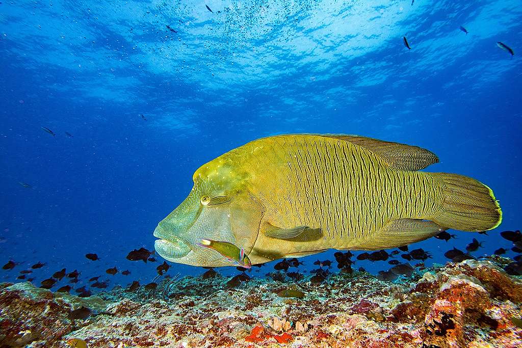 曲紋唇魚（Cheilinus undulatus）的俗名為龍王鯛、拿破崙魚、蘇眉魚與波紋鸚鯛等，為輻鰭魚綱、鱸形目、隆頭魚亞目、隆頭魚科的其中一種。