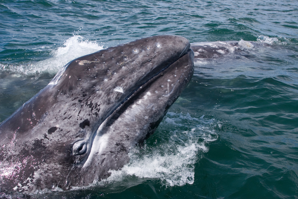 在墨西哥海域出沒的灰鯨，牠們會在當地繁殖和哺育灰鯨寶寶，吸引全球許多遊客前來。