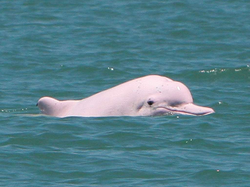 臺灣白海豚因數量稀少，被國際自然保護聯盟（IUCN）評為極危物種。