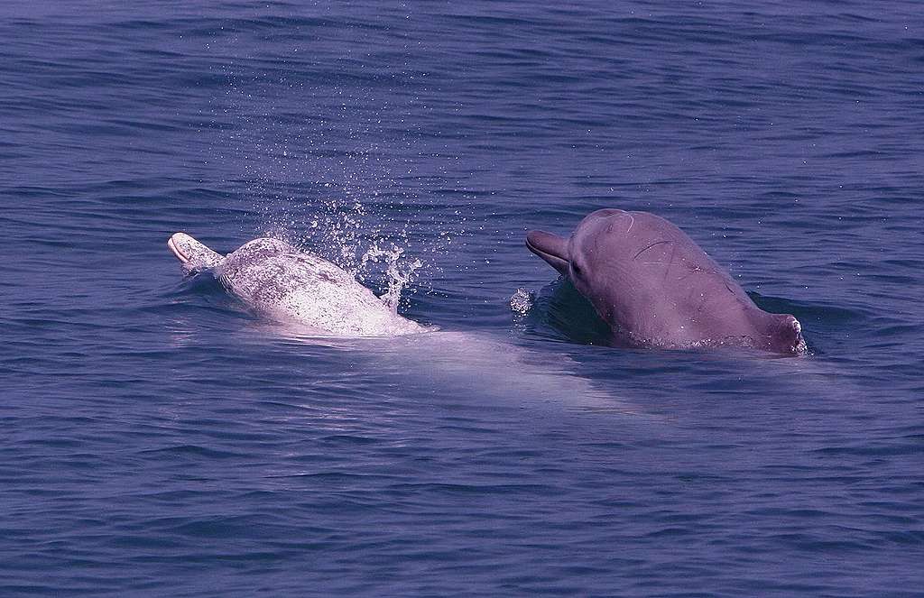 中華白海豚母子，右邊的幼年期白海豚仍為灰色的外表。