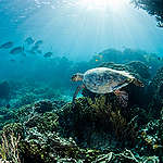A critically endangered hawksbill turtle swims over the coral gardens at Kanawa Island near Flores, Indonesia. The island is located in the Komodo National Park.