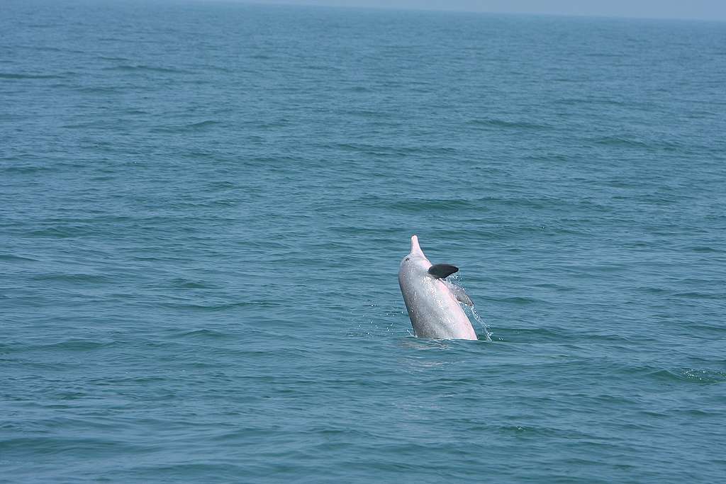 白海豚所生活的海域與人類漁業活動非常接近，所以多年來，「漁業活動」一直是白海豚的一大威脅。