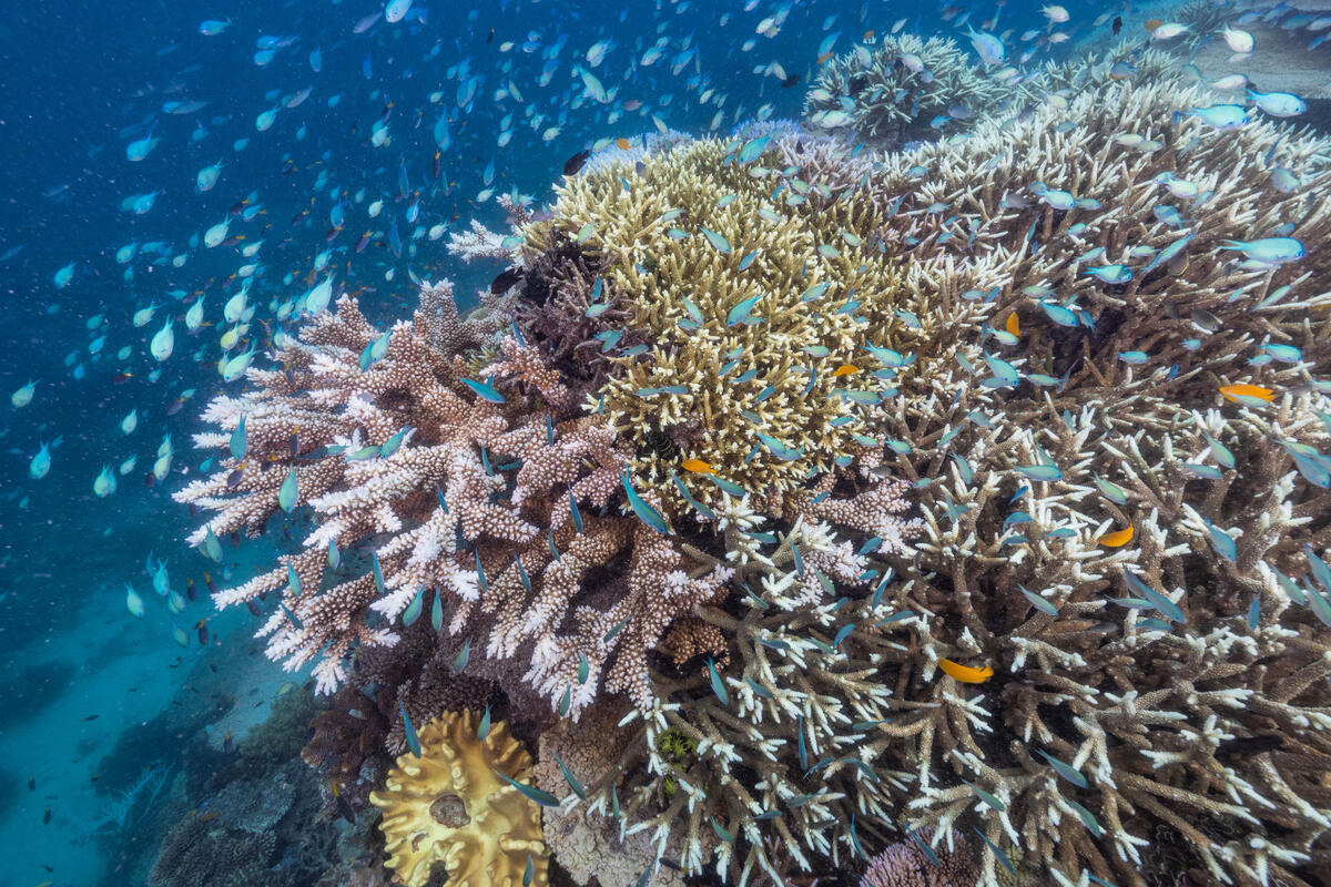 潛水員發現位於澳洲湯斯維爾 （Townsville）的珊瑚礁在熱浪威脅下，已開始白化。