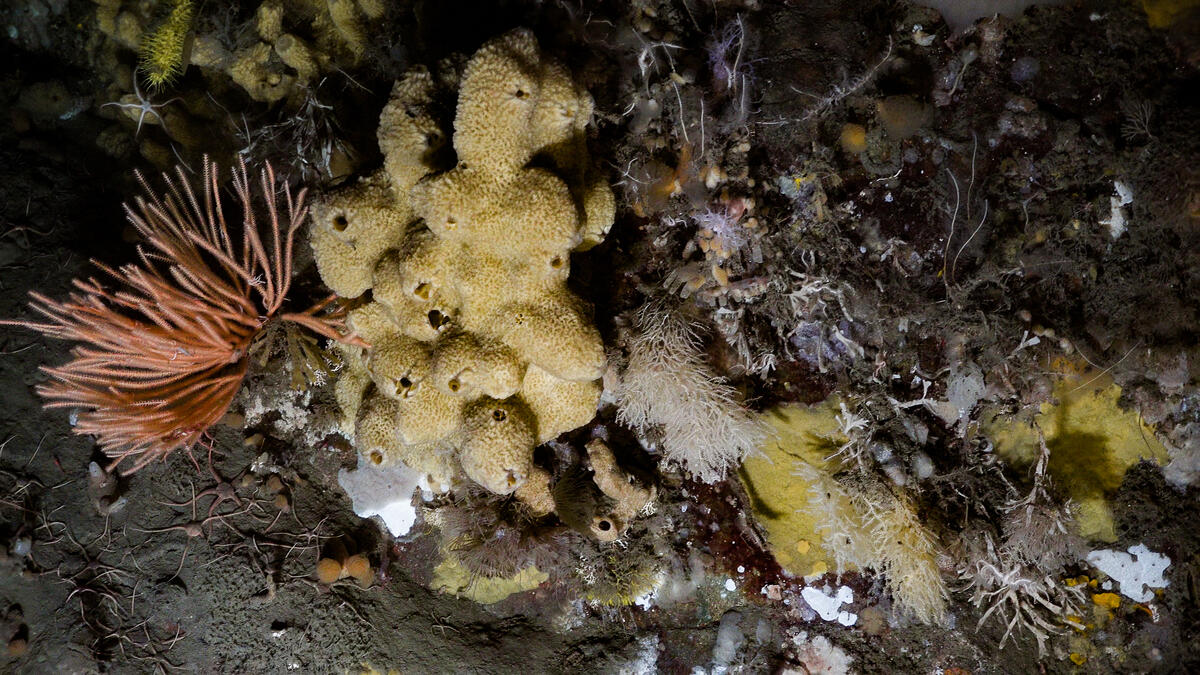 綠色和平南極調查團隊在南極海底發現豐富的無脊椎動物群落。