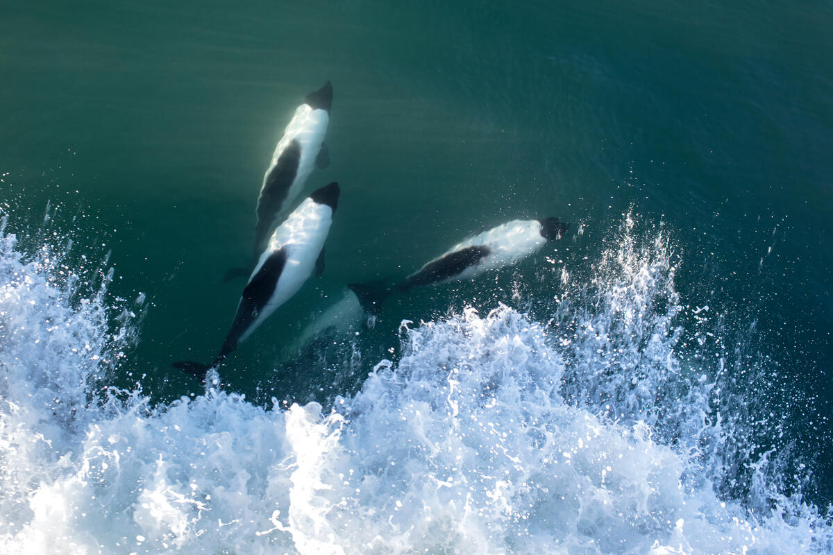綠色和平船艦在前往南極的航程中，巧遇康氏矮海豚（Commerson’s dolphins ）。