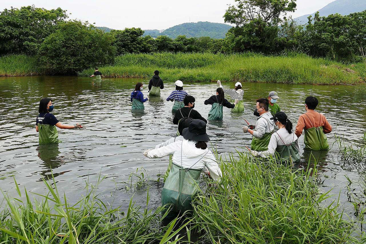 2022年4月17日,綠色和平志工團隊來到關渡自然公園,穿著涉水衣穿越人工生態池,準備清除外來種雜草。