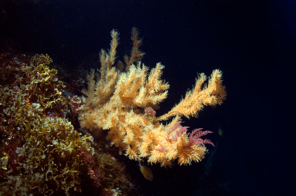 位於大西洋中部亞速爾群島（Azores）海域中的深海珊瑚。深海生態其實豐富且脆弱，若遭底拖網漁船侵襲，將造成嚴重毀壞。