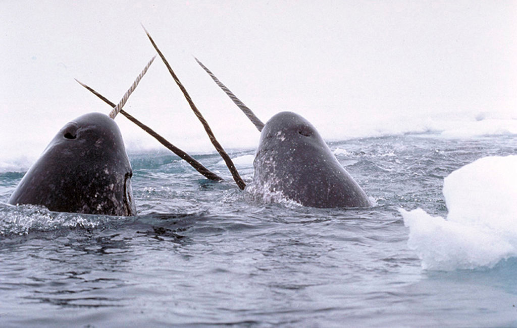 一角鯨主要在北極海域出沒，牠的的犄角就像雷達一樣，具有感測能力，可以接收海裡鹽度、溫度和壓力變化，再把訊息傳達至大腦。
