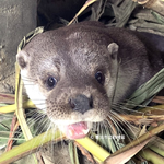 極度瀕危物種遭「塑害」！臺灣首個野生動物與棲地微塑膠調查結果搶先看
