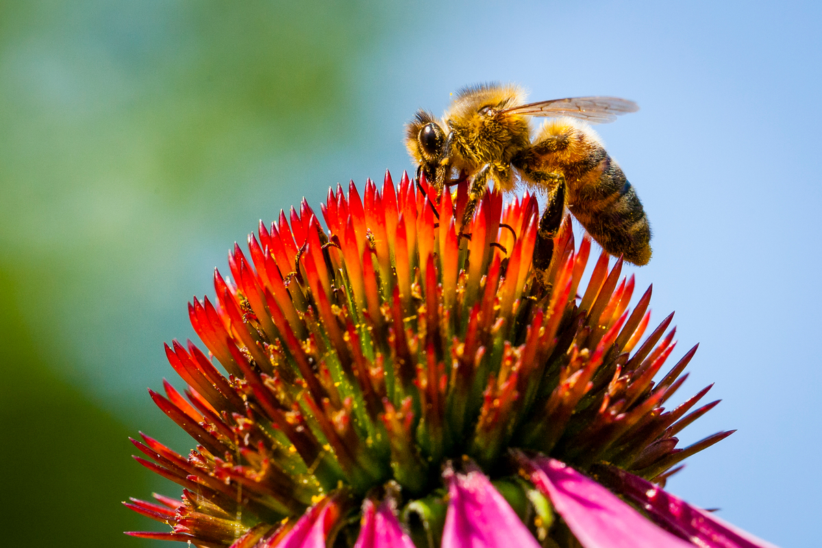 全球75%的糧食作物倚賴蜜蜂授粉，然而氣候變遷、濫用農藥、森林砍伐使蜜蜂數量大幅下降。