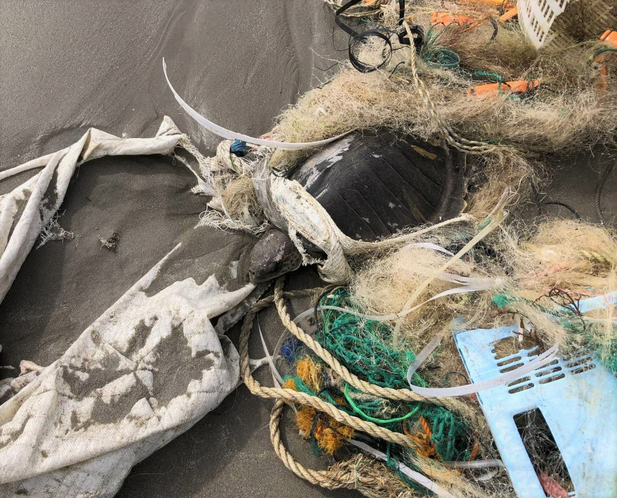 台東富山護漁區驚見奄奄一息海龜被魚網纏繞，傷口深可見骨