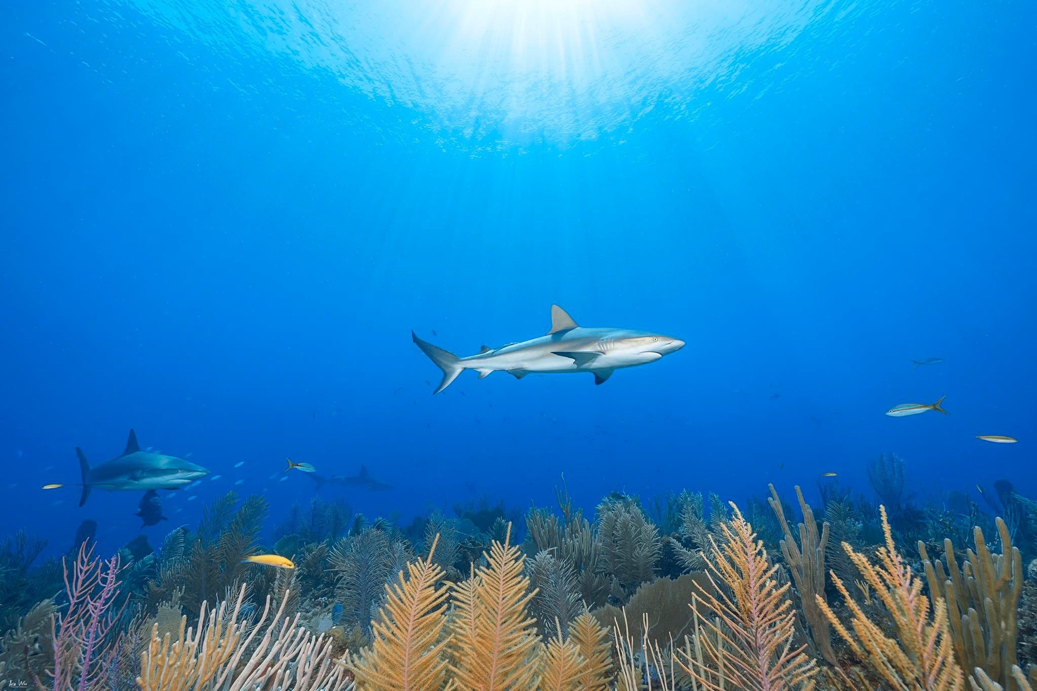 吳永森喜歡拍攝鯊魚，也從觀察和拍攝的經驗中，了解鯊魚的習性。