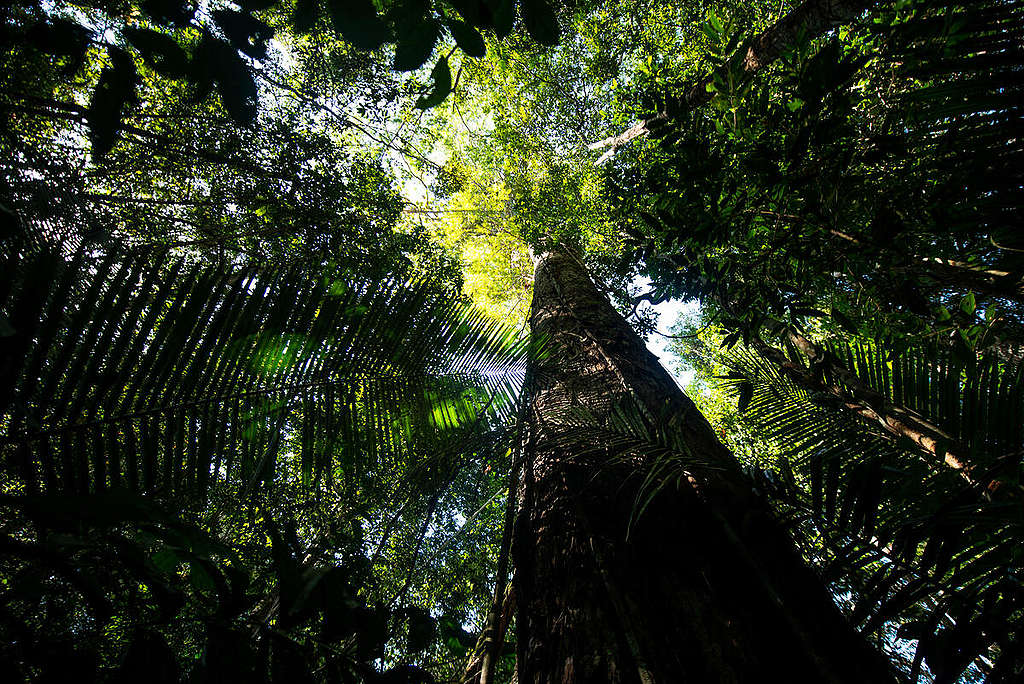 據估計，亞馬遜地區仍有高達 60% 的樹種尚未被辨識、記錄，但這些樹木可能在為人所知前，就因失控的毀林行為滅絕。