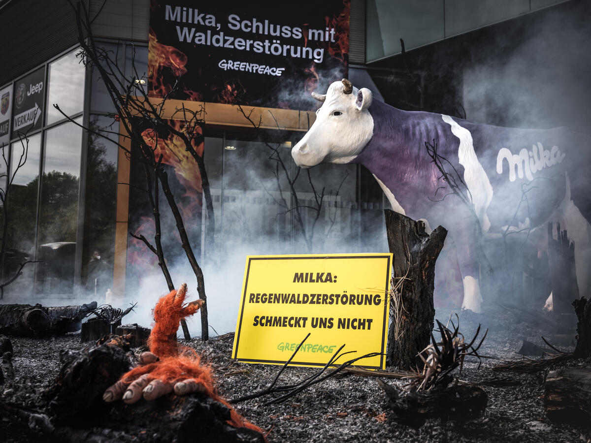 2021年5月，綠色和平奧地利行動者在食品巨擘億滋國際（Mondelez International）維也納總部前，陳設被燒毀的土地、樹木及紅毛猩猩，抗議旗下Milka巧克力使用涉及毀林行為的棕櫚油及可可。