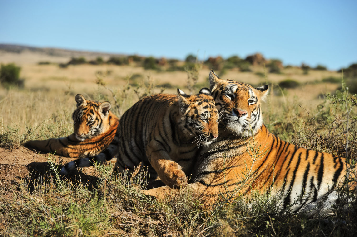 由於氣候變遷及海平面上升，孟加拉虎的主要棲地蘇達班森林將不再適合老虎棲息。