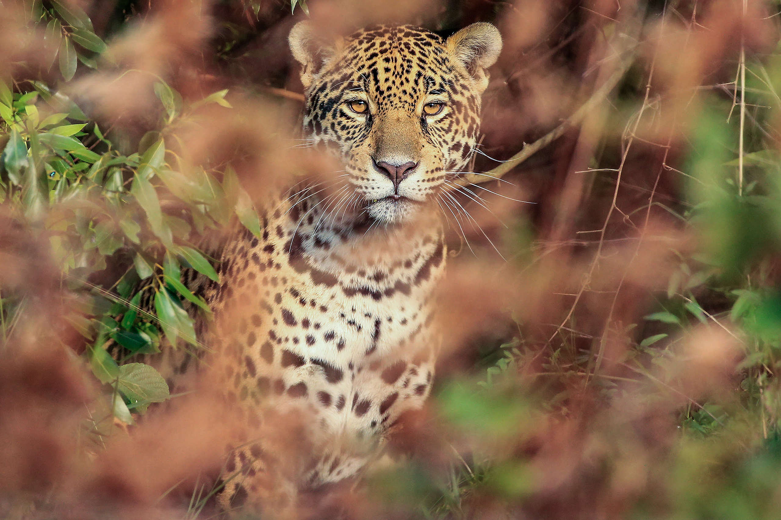 綠色和平拉丁美洲分部指出，如要復育美洲豹，每隻動物需要約4萬公頃的自然森林。
