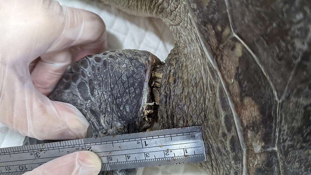 海龜左右前鰭皆有已感染的撕裂傷，又以左前鰭為環狀且深及見肱骨的傷口最為嚴重