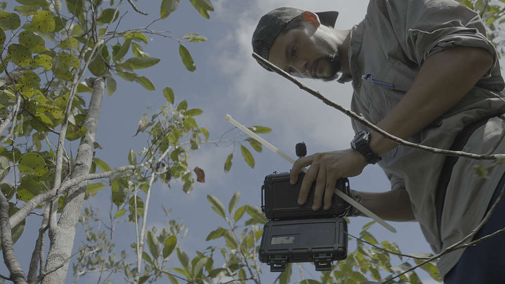 研究員Gustavo Martins使用記錄儀錄製森林中的聲音。