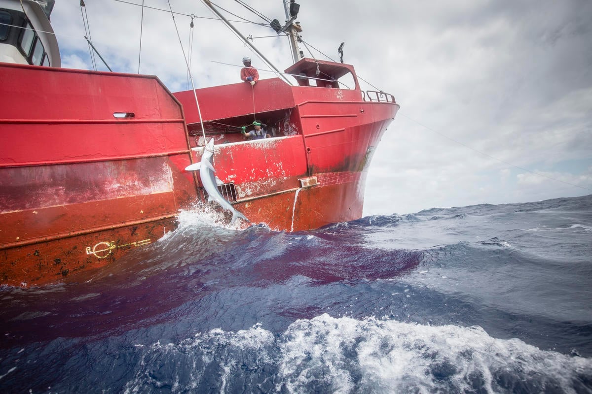 綠色和平調查團隊於北大西洋目擊漁船獵捕鯊魚。
