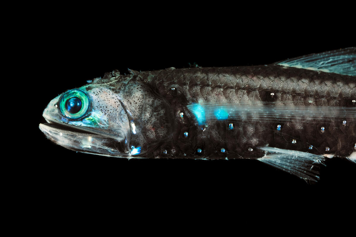 生活在深海的燈籠魚（lanternfish）體型嬌小，發出藍綠色光芒，在海洋食物鏈位於基層，對生態系統扮演重要角色。牠們的活動習性也幫助將海面的養份和碳，運送至海洋深處。