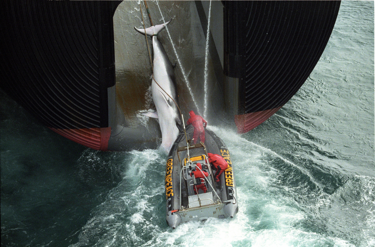 2000年，綠色和平行動者在南太平洋，將充氣艇勾上日本捕鯨船，試圖阻止該船將捕捉到的鯨魚拉上甲板。