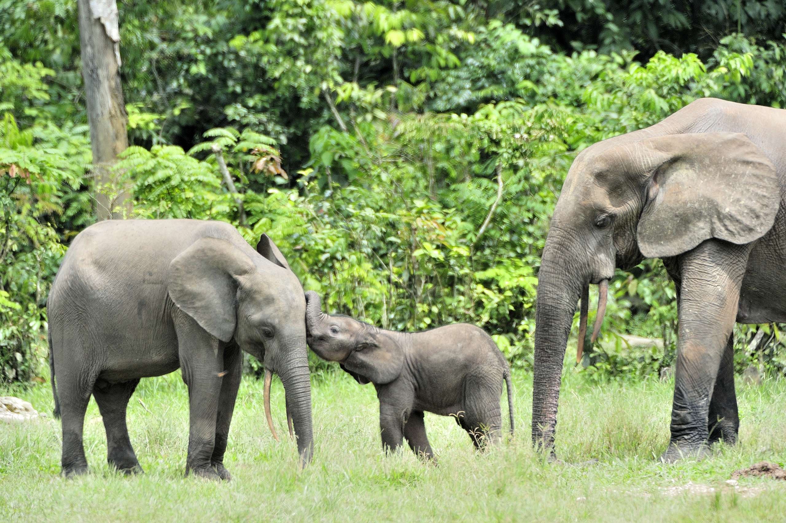 因象牙偷獵、棲地喪失等威脅，森林象被國際自然保護聯盟（IUCN）列為極為物種。