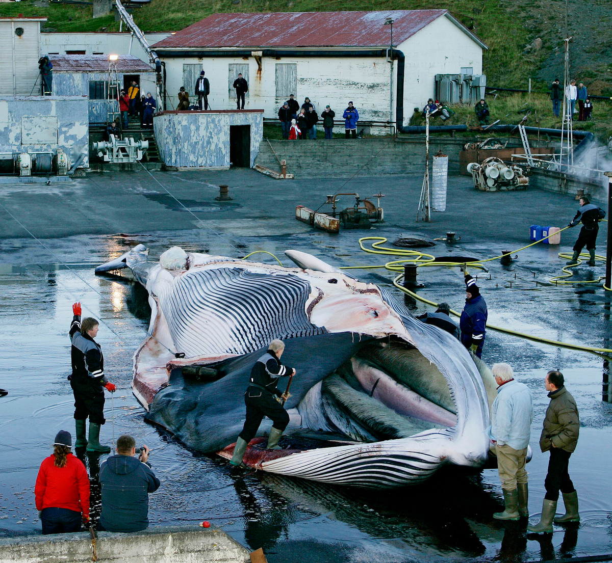 2006年，一隻瀕危的長鬚鯨被獵捕並放置在冰島港口，綠色和平譴責殺害瀕危物種的行為是毫無意義的浪費，無法以經濟或科學名義自圓其說。