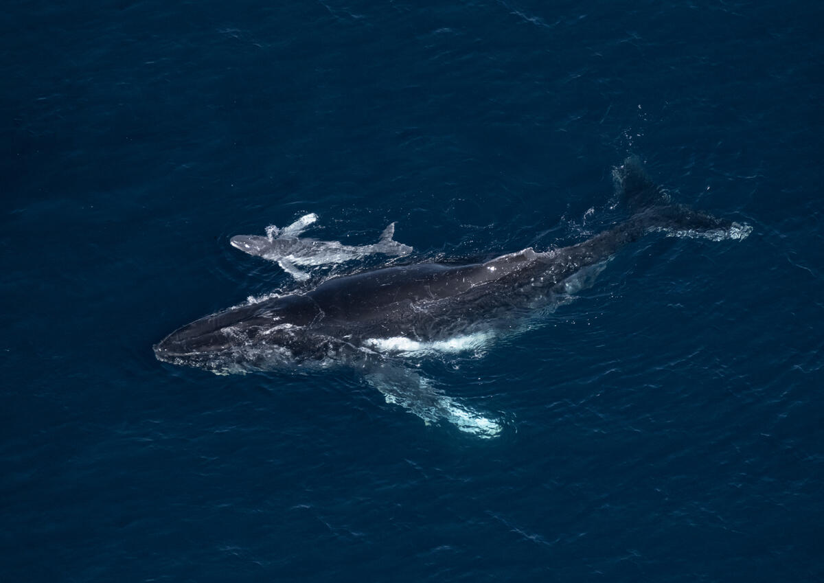 位於澳洲的鯨魚媽媽和新生鯨魚寶寶。鯨魚遷徙的範圍廣闊，牠們會到南極海域捕食，也會去較溫暖的水域哺育下一代，若要保護牠們必須考慮大範圍的生態廊道。
