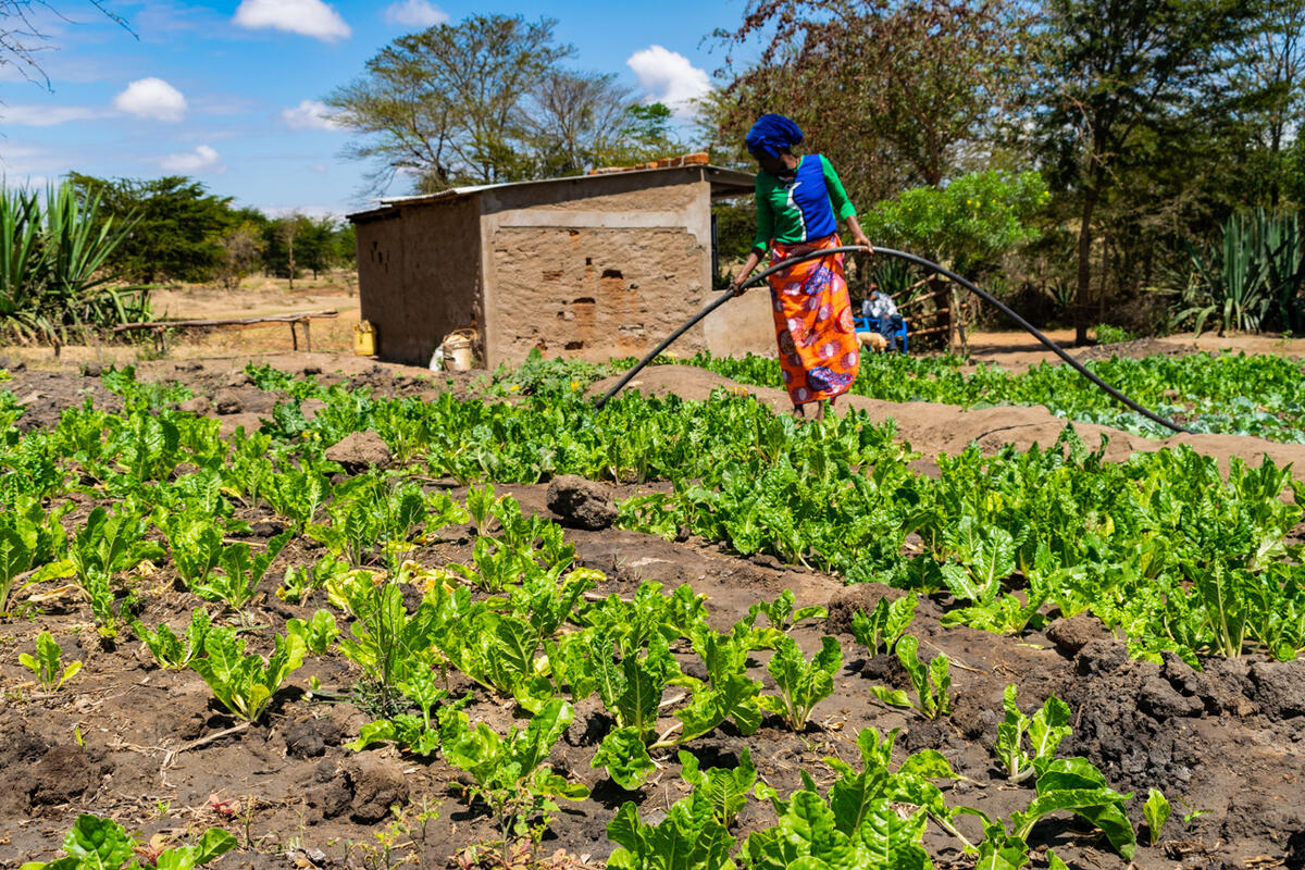 2020 年綠色和平實地考察非洲的糧食系統。Stella Muthama 是非洲肯亞一位生態農夫，她正運用太陽能水泵灌溉種植菠菜。當地農民以生態種植，提高他們建立抵禦和應對氣候變遷的能力。