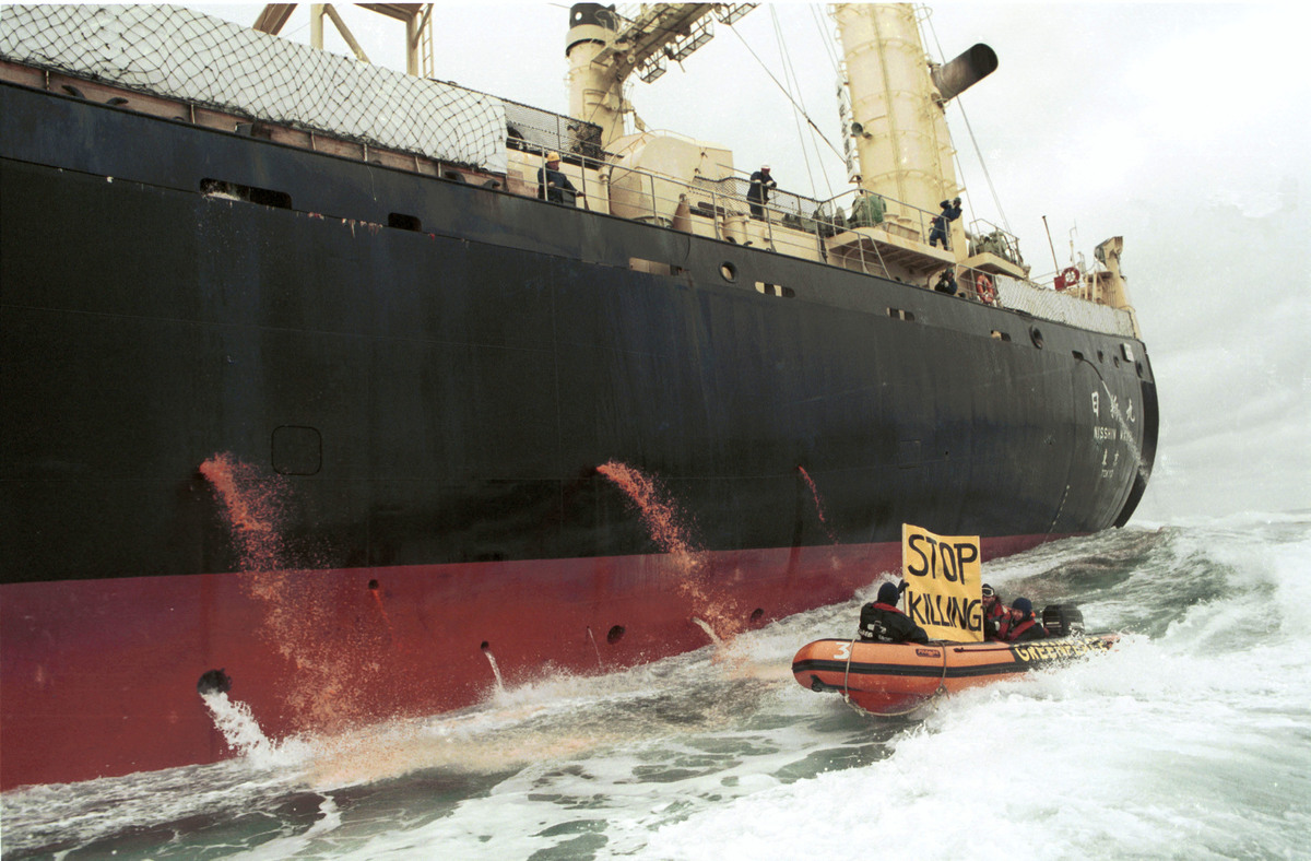 1992年，綠色和平行動者在南大洋乘坐小汽艇，向巨大的捕鯨船倡議要求「停止殺戮」，鯨魚血不斷從船身旁流出，令人怵目驚心。