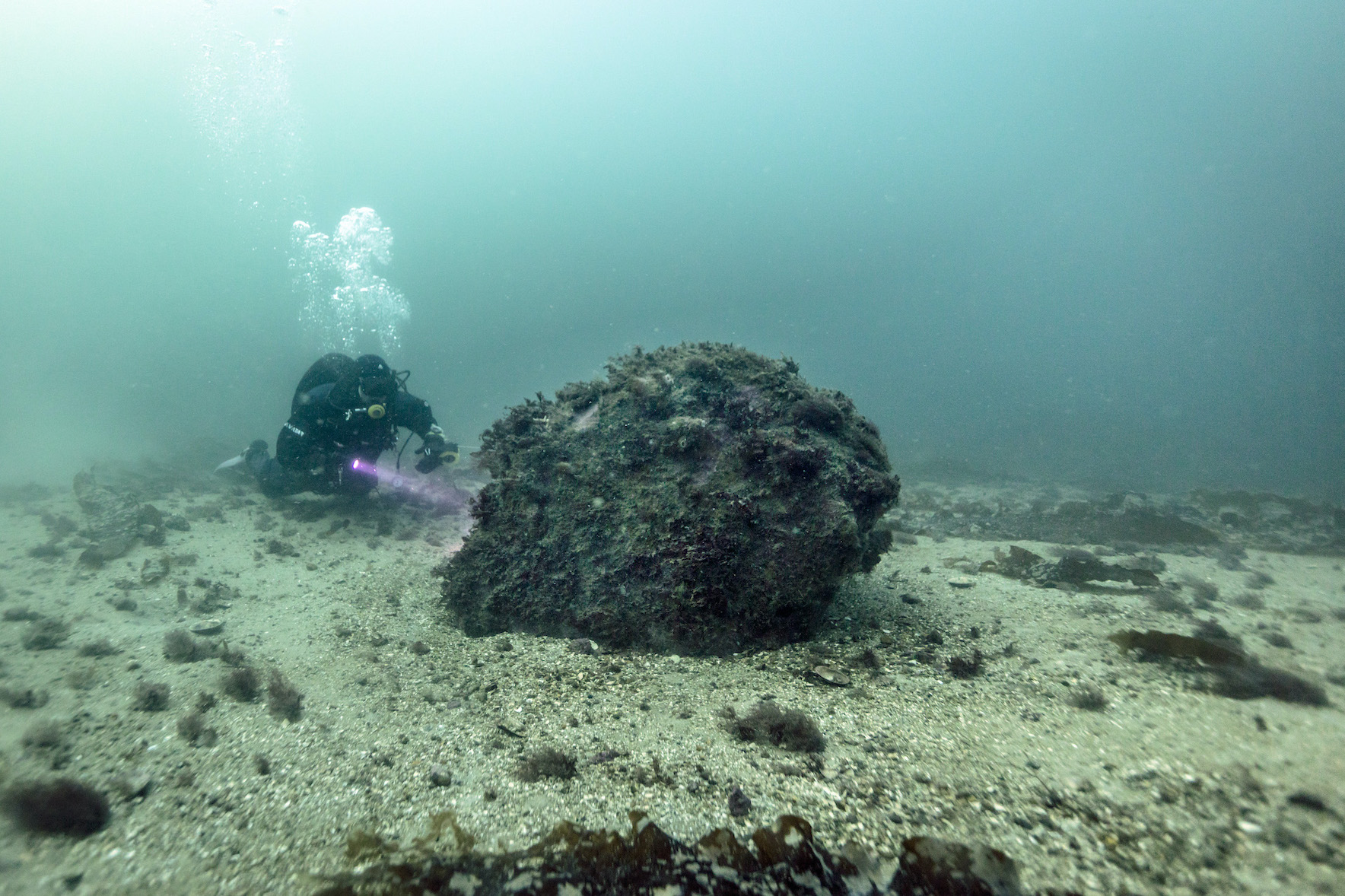 2022年8月，綠色和平行動者來到瑞典Fladen海洋保護區進行調查，見證13年前投入的巨石，在不經人為干擾的情況下，已成為許多海洋生物的家。