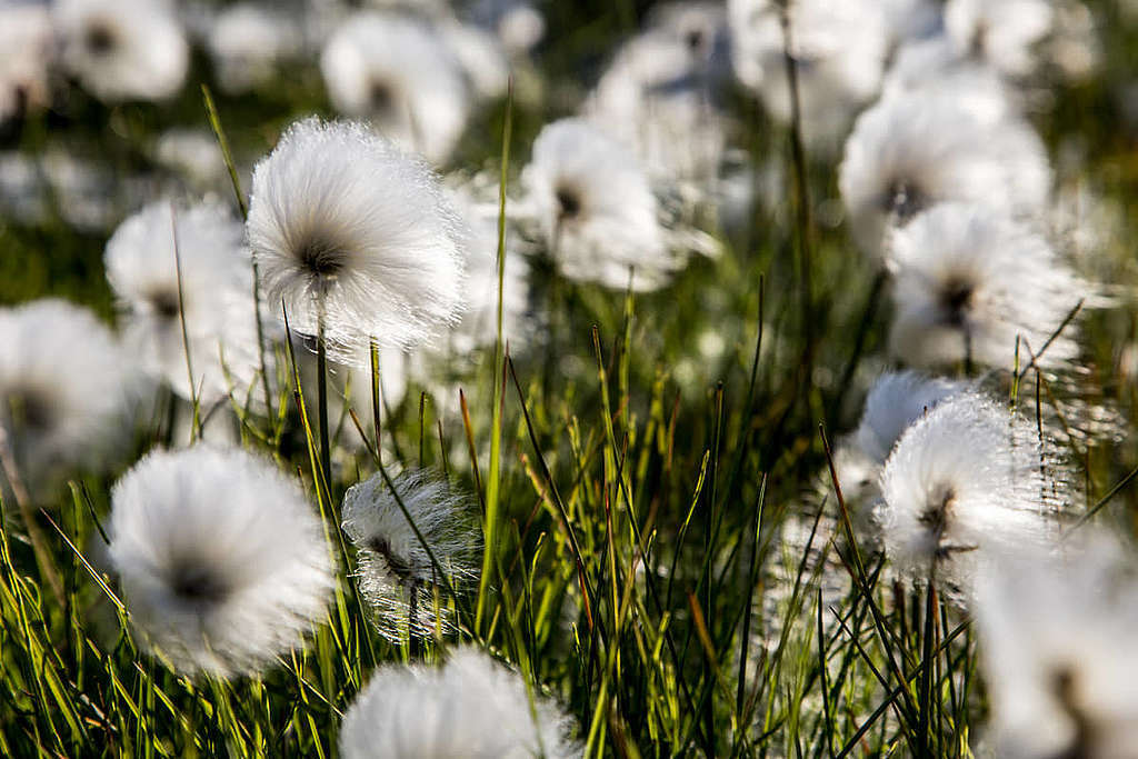 相片攝於格陵蘭。北極棉草隨風飄逸，就像在草地上鋪滿一整片白茫茫的棉花。