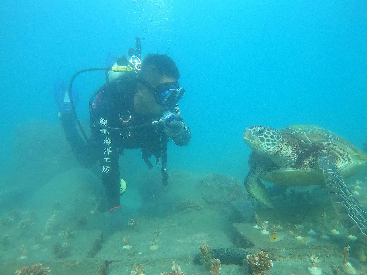 「樂福海洋工坊」參與澎湖珊瑚復育工作，潛水人員遇見海龜互相對望，畫面可愛。