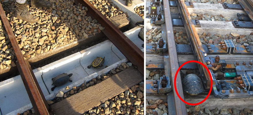 日本的「龜橋」穿過鐵軌下方，讓烏龜可以安全通過軌道。