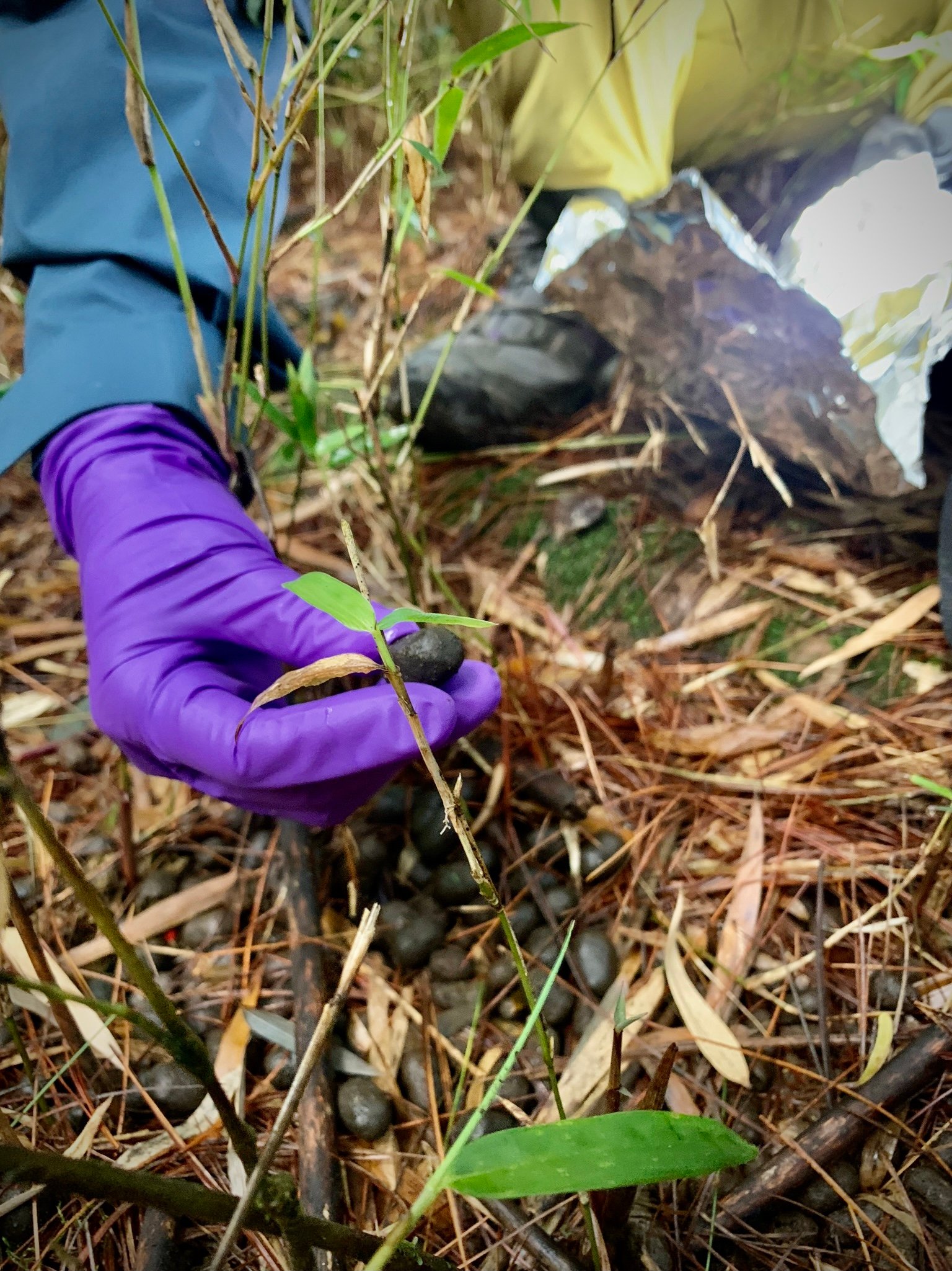 採樣人員戴NBR橡膠手套,採集臺灣水鹿的排遺,其中玉山塔塔加地區出現的排遺樣本中,超過30%含有微塑膠。