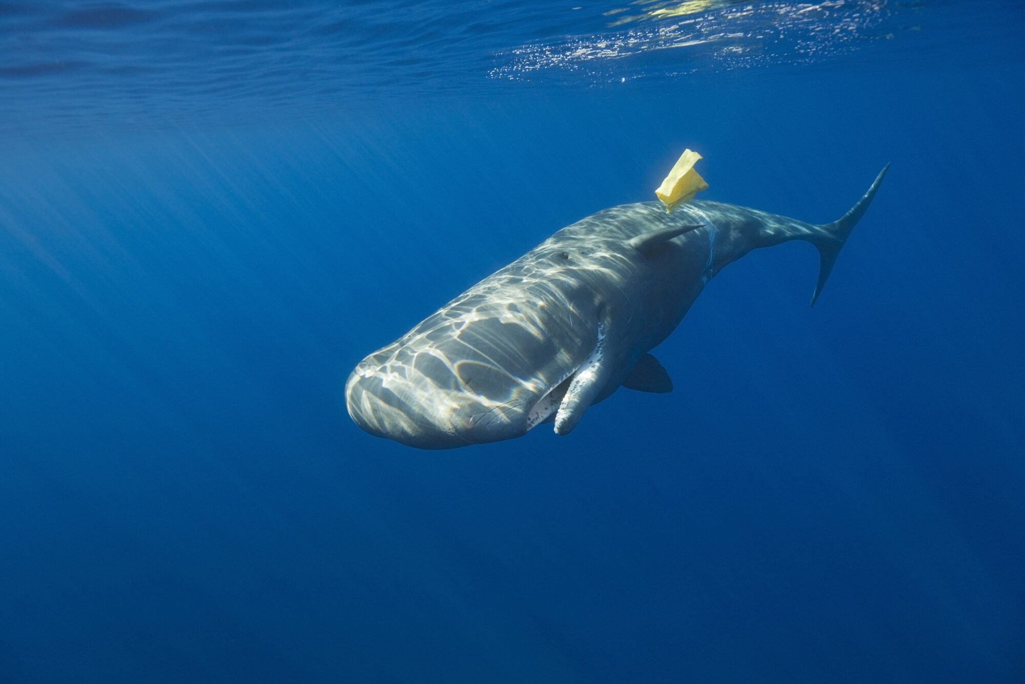 如今鯨魚面臨的威脅除了獵捕，還有棲地喪失、塑膠污染、噪音等破壞。