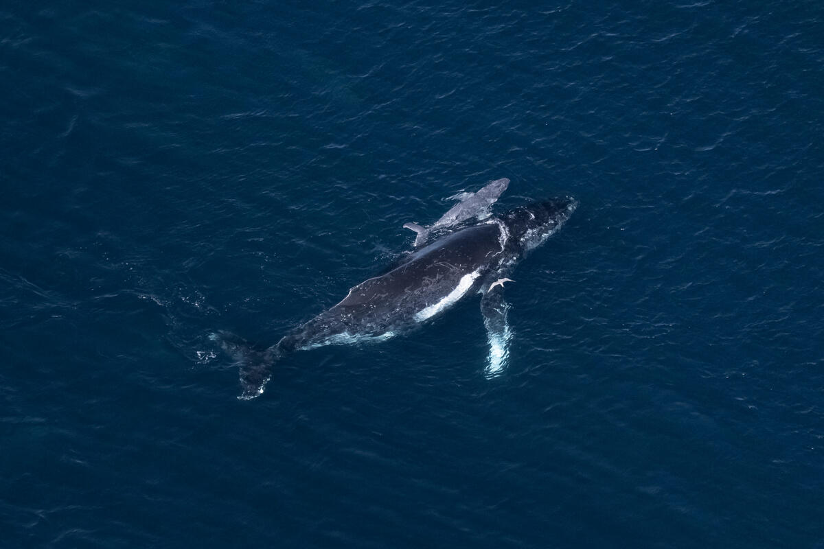 鯨魚對於維持海洋生態環境扮演著不可或缺的角色，也是人類對抗氣候變遷的重要盟友。