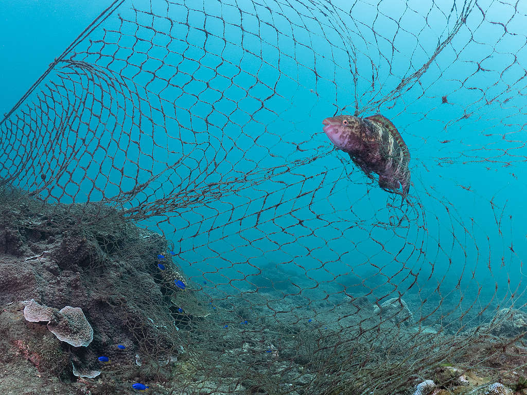魚隻受困於巨大廢網中，潛水員即刻進行割除作業