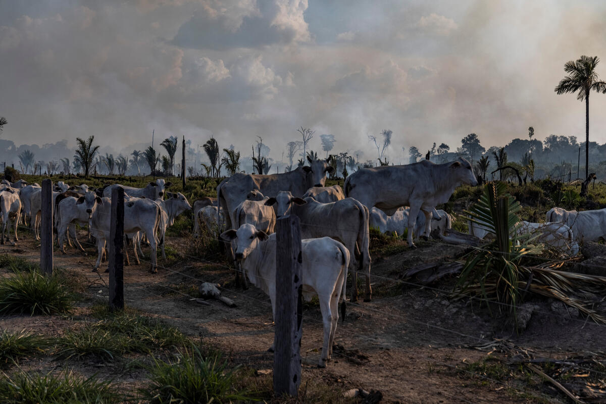 巴西朗多尼亞州Candeias do Jamari牧場的牛群，旁邊是近期被砍伐和燒毀的森林。
