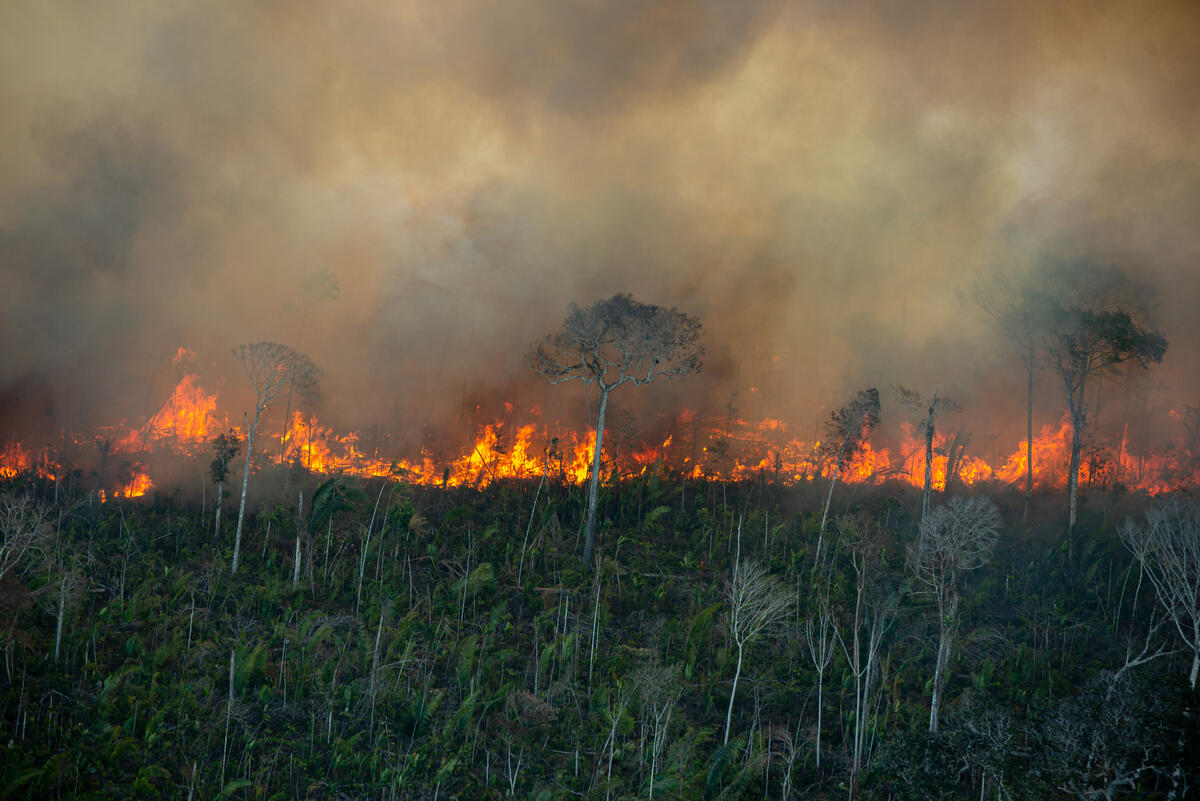每年，綠色和平巴西辦公室都會以空拍方式飛越亞馬遜河，監測森林砍伐和火災現況。
