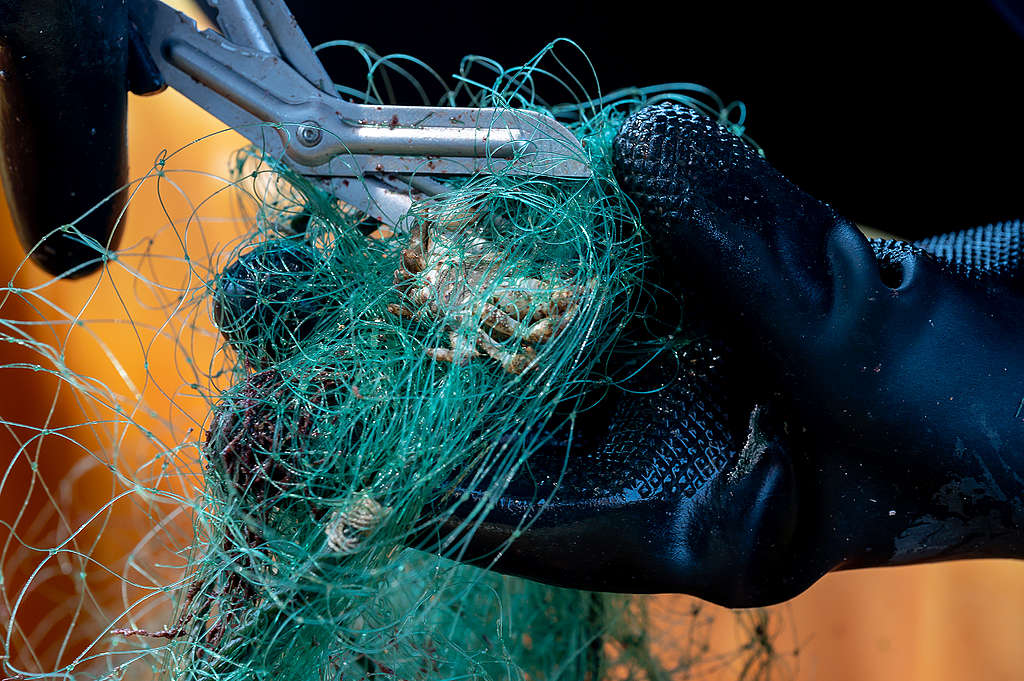 船面志工正營救受廢棄漁網纏繞的受困螃蟹，並盡速放回大海