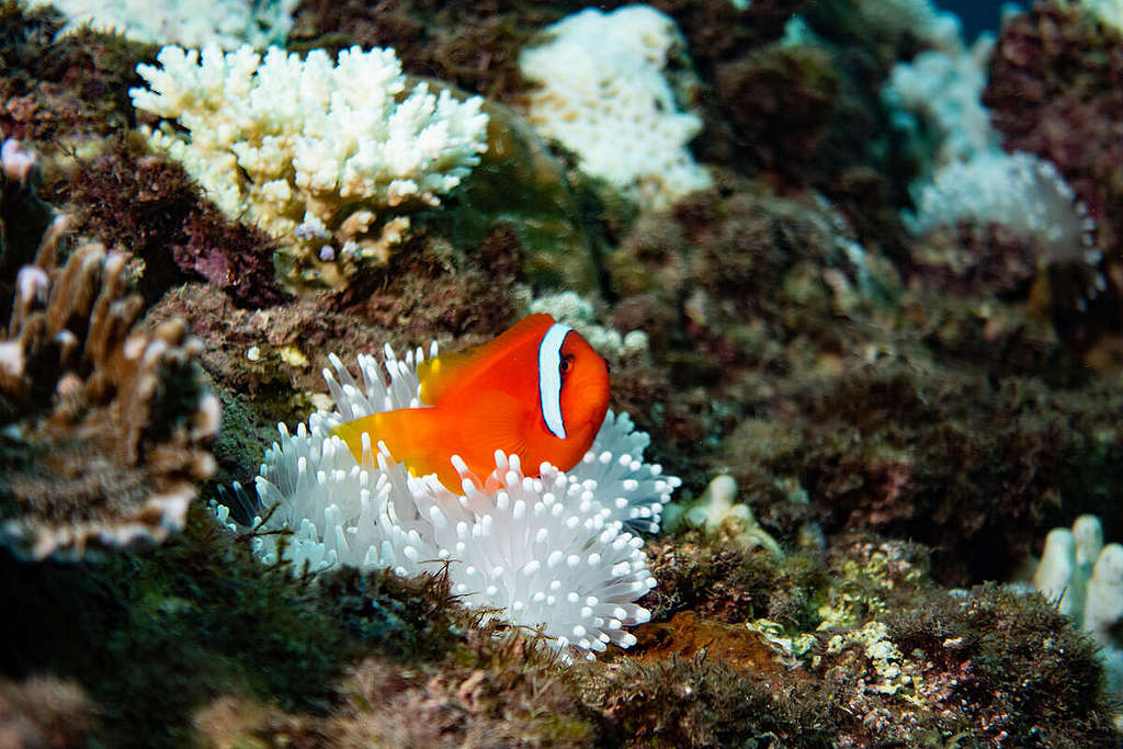 2020 年臺灣南部墾丁的三個潛水地點發生珊瑚白化現象，氣候變遷和全球變暖已讓臺灣的珊瑚成為了第一批受害者，更可能影響到仰賴珊瑚礁生態生存的小丑魚。
