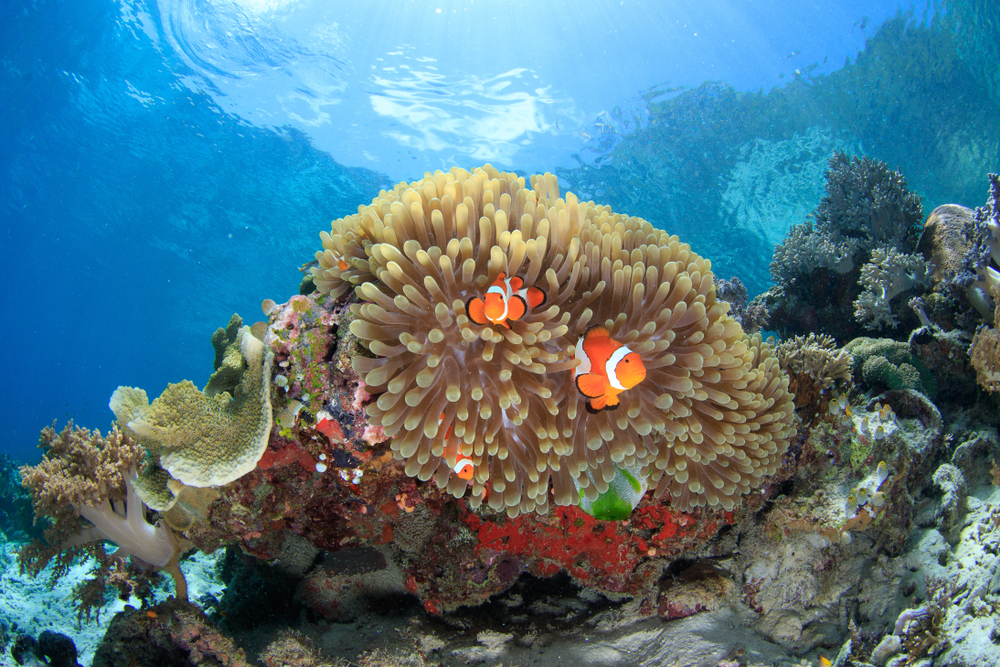 小丑魚和海葵的共生關係，亦讓其得到「海葵魚」之名。